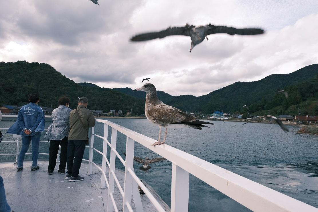沿途會有大量海鷗在空中盤旋,遊客可以買食物餵食