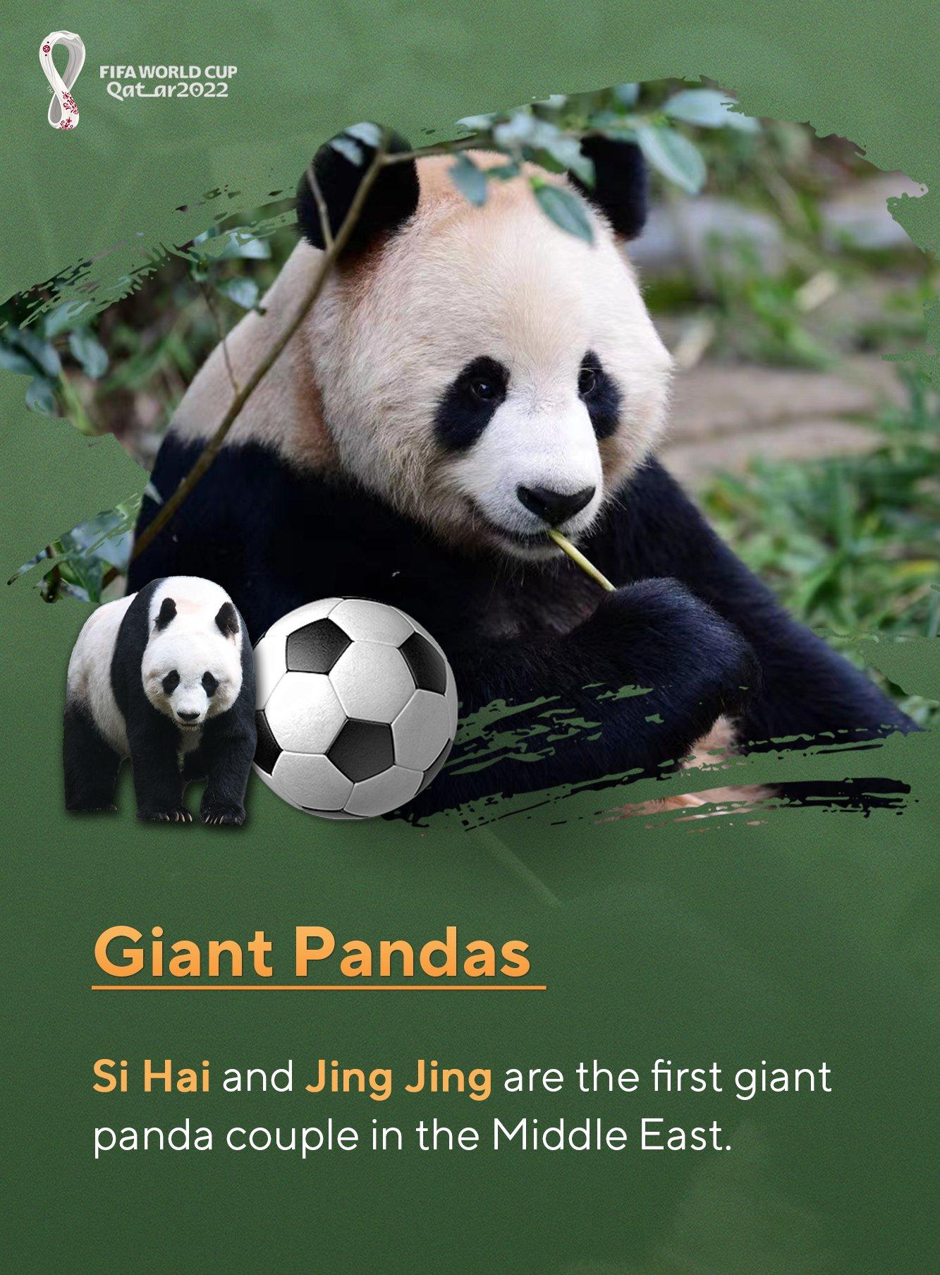 華春瑩連發8張圖文介紹世界盃的中國元素(2)。