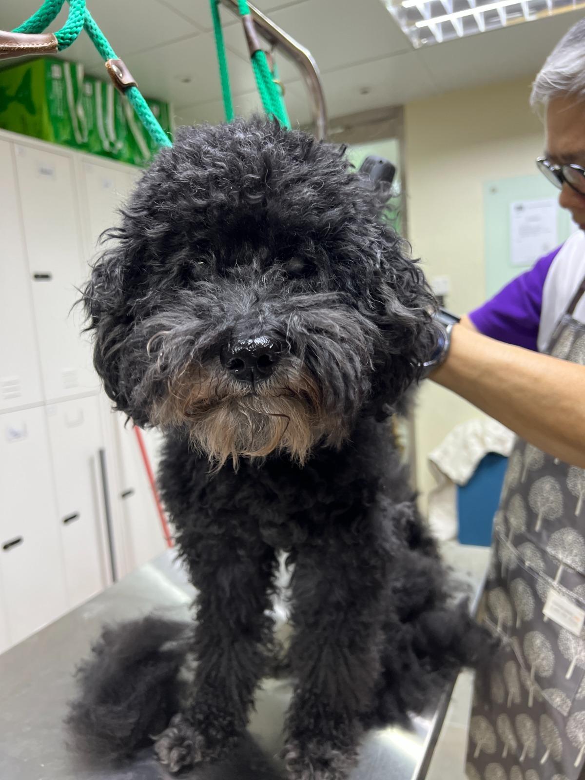 SAA透過舉辦領養活動為毛孩尋家,同時照顧年長動物。