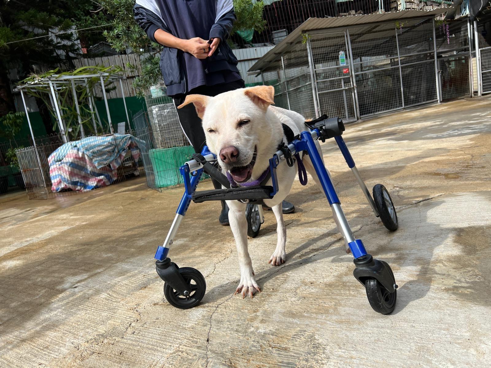 SAA透過舉辦領養活動為毛孩尋家,同時照顧年長動物。