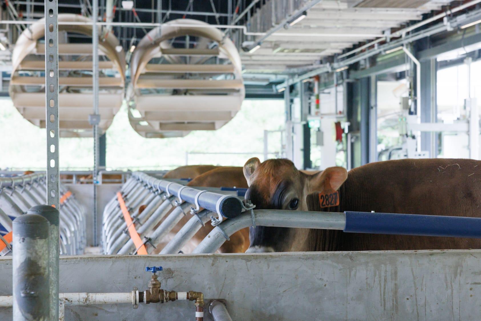 城市大學位於大埔林村的動物醫學教學農場今日舉行開幕禮。