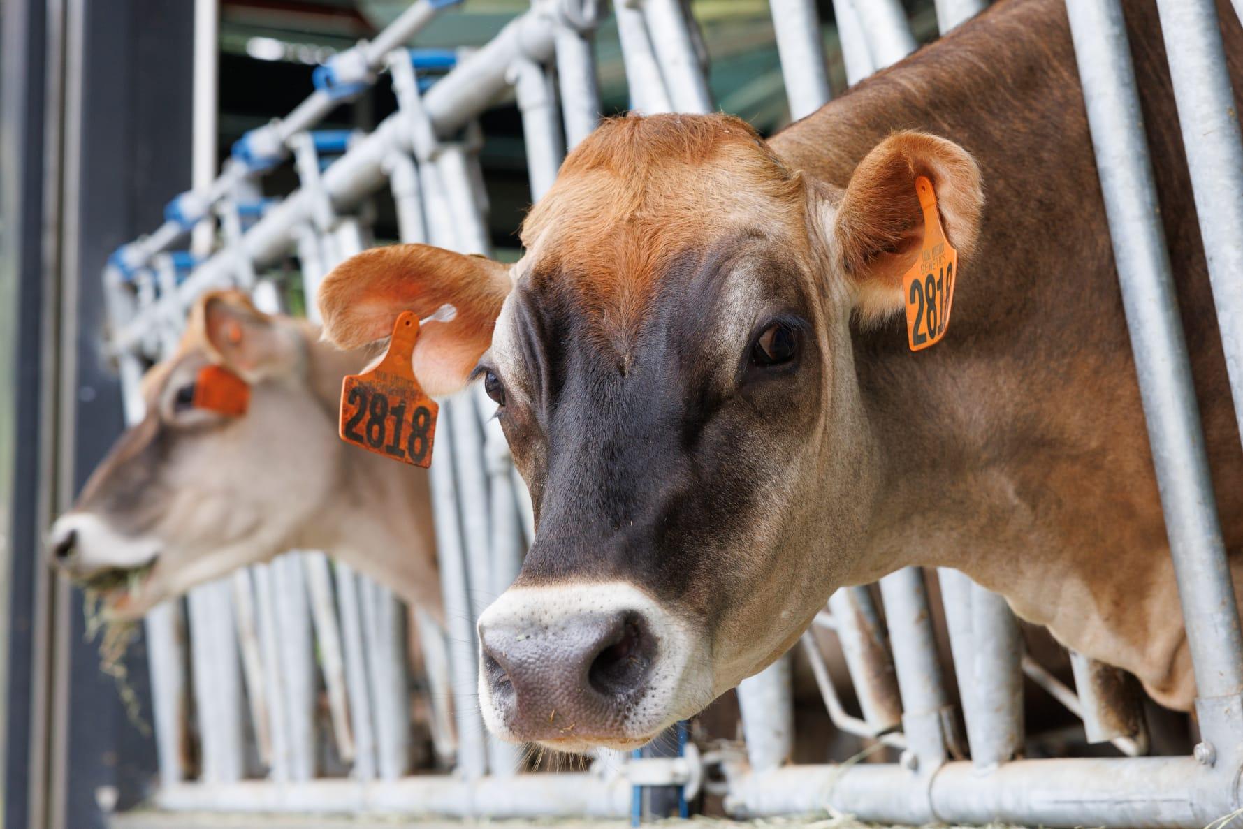 城大農場開幕 獸醫系學生學照顧乳牛生產牛奶