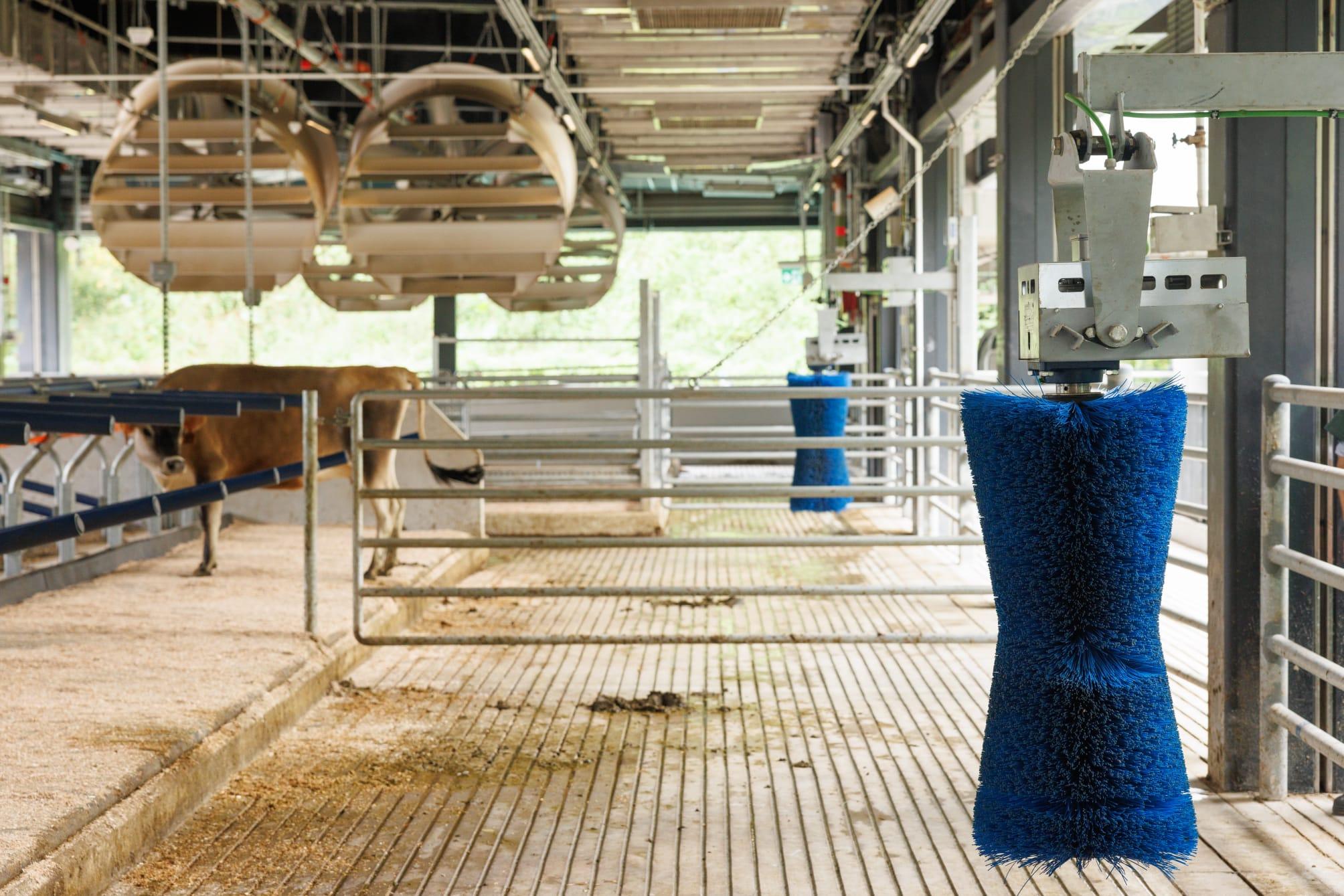 獸醫系學生需學習畜牧、農場管理以及照顧乳牛的方法。