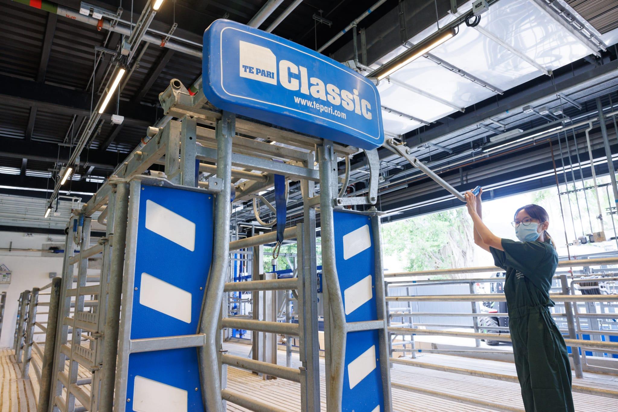 明年農曆新年左右,可在校內出售新鮮的牛奶和雪糕。