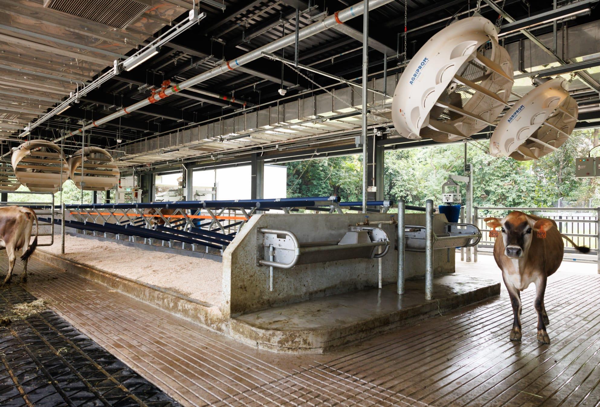 農場管理是各級獸醫系學生的必修課程,首兩年學習乳牛基本照顧方法