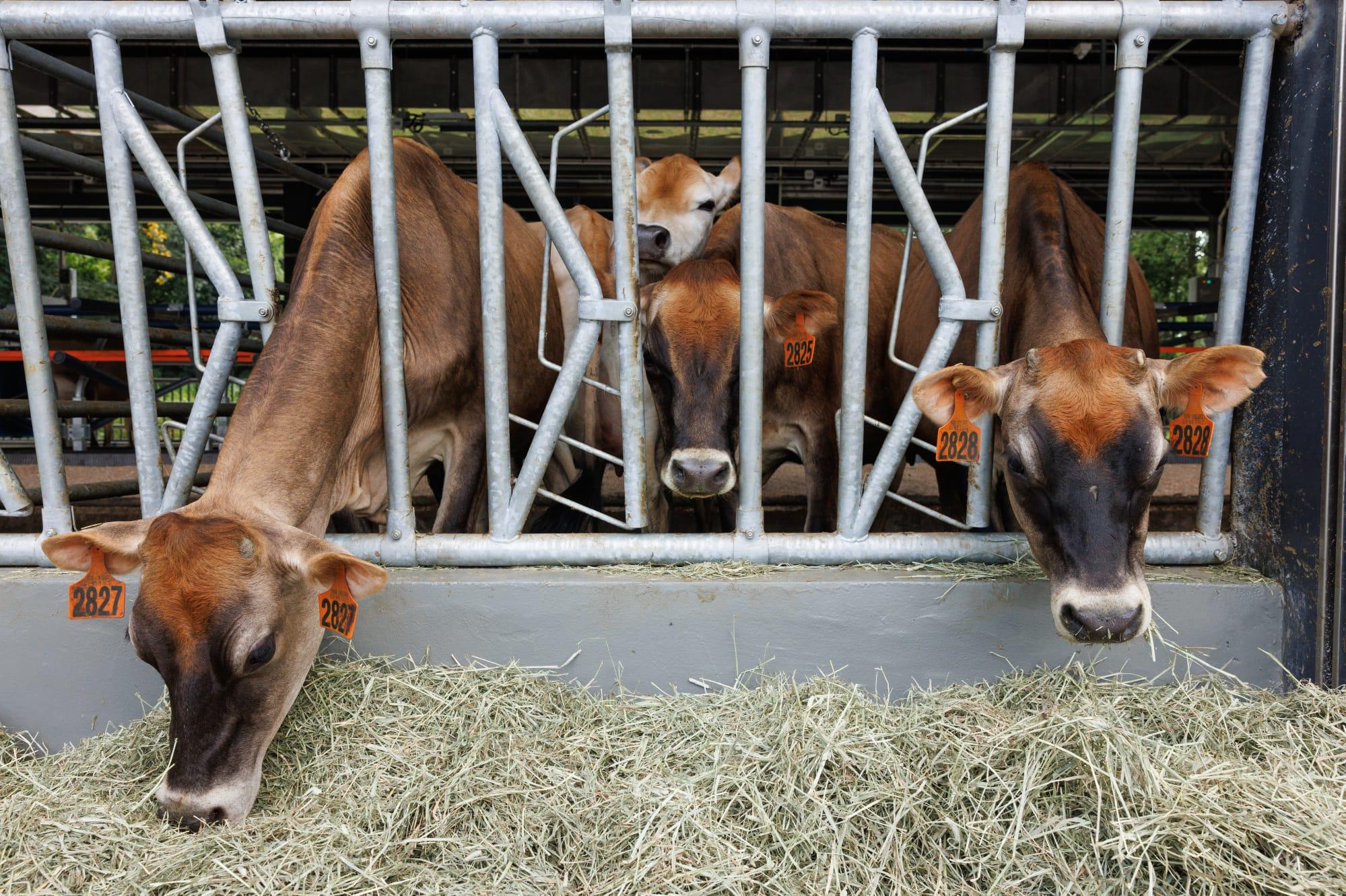 農場管理是各級獸醫系學生的必修課程,3年級起學習乳牛臨床治療