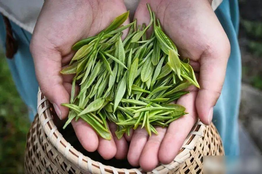 新鮮採下的茶葉。(互聯網)