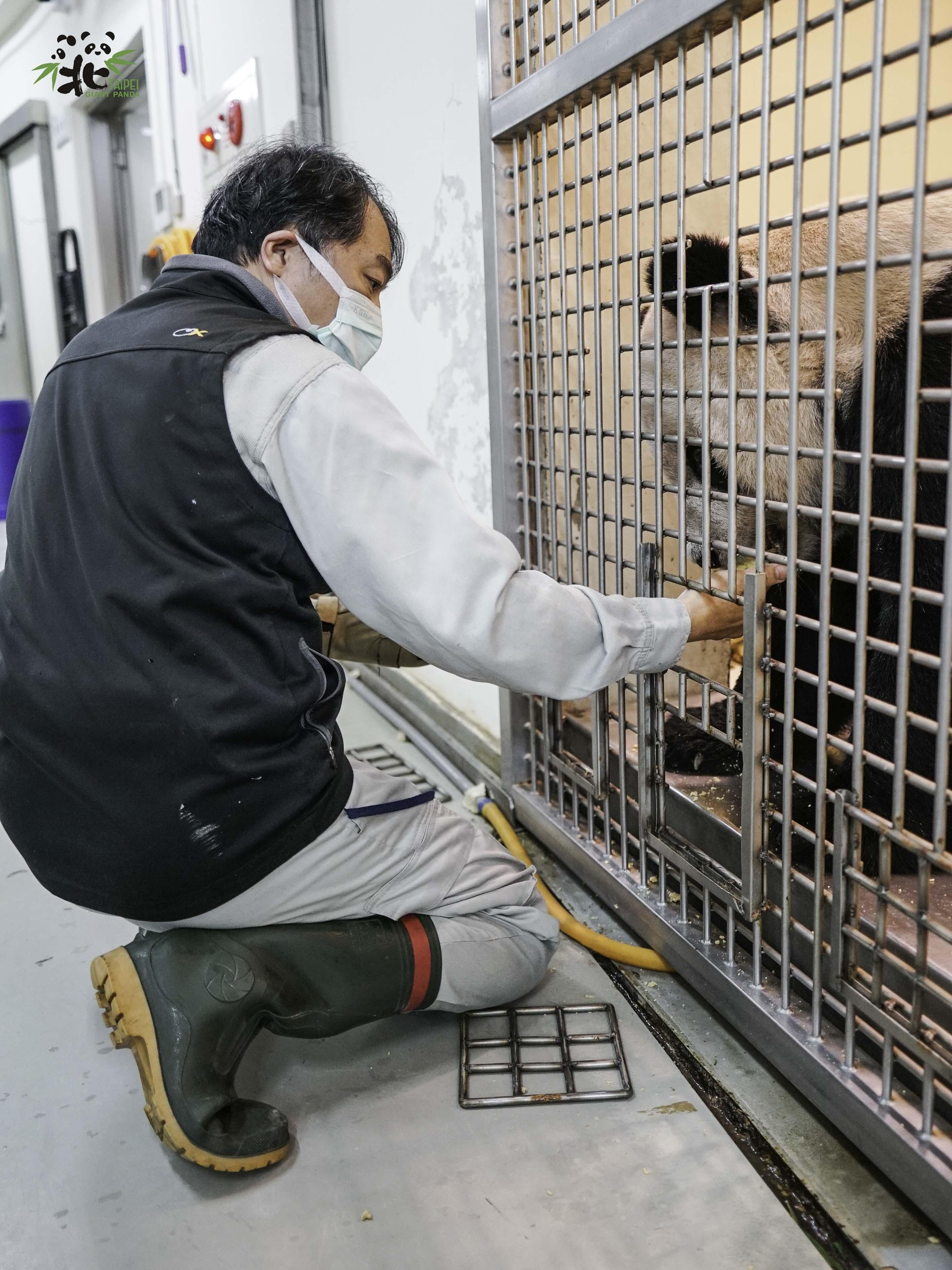 保育員給團團餵藥。(台北動物園)