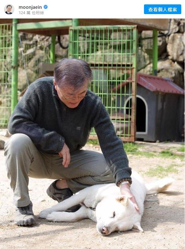 文在寅在IG上傳他親親豐山犬的照片。(互聯網)