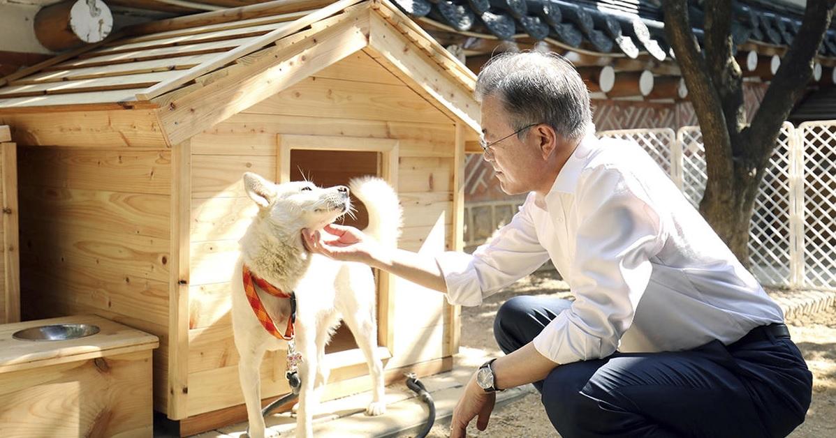 文在寅宣布計劃放棄金正恩送給他的豐山犬。(互聯網)