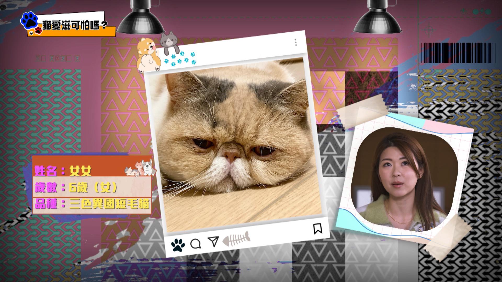 Hillary的寵物女女