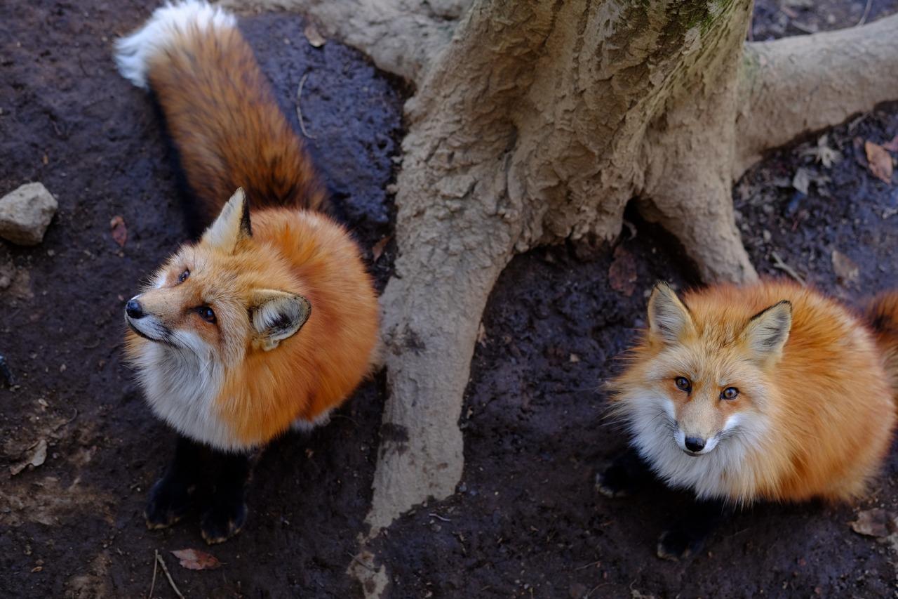 宮城藏王狐狸村 (圖片來源:東北觀光推進機構)