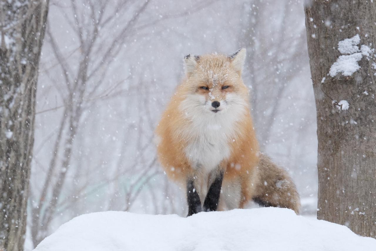 宮城藏王狐狸村 (圖片來源:東北觀光推進機構)