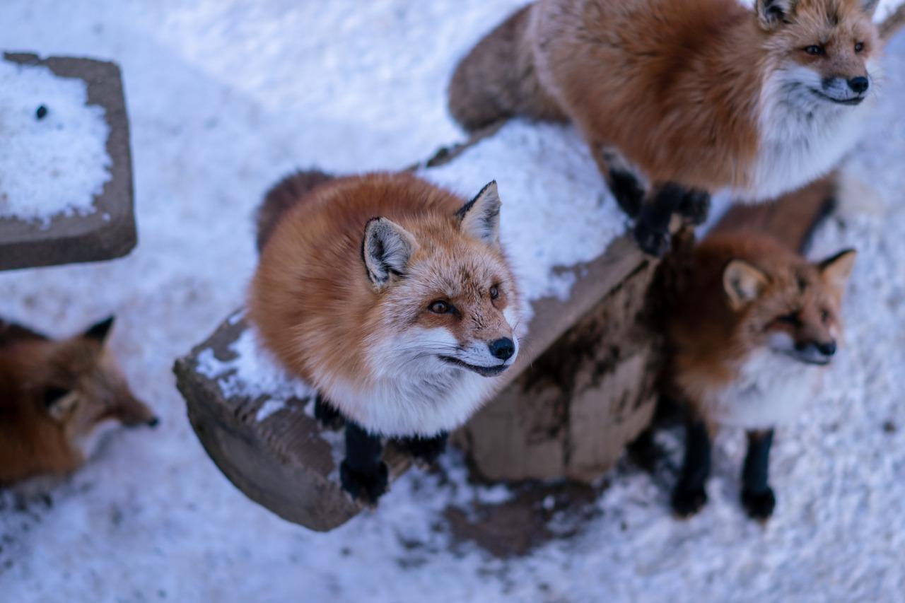 宮城藏王狐狸村 (圖片來源:東北觀光推進機構)