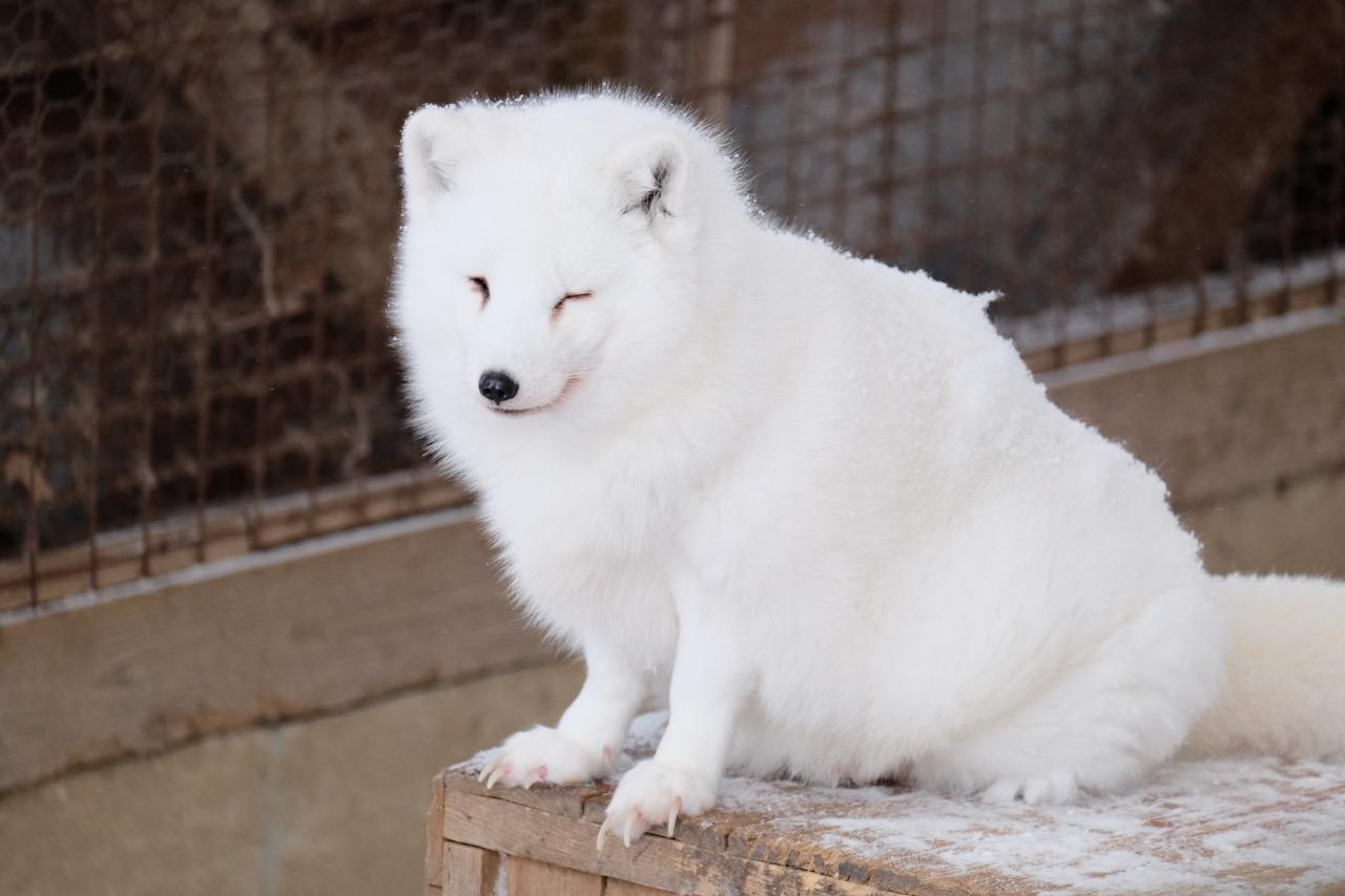 宮城藏王狐狸村 (圖片來源:東北觀光推進機構)