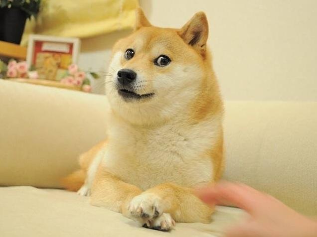 Doge迷因。(互聯網)