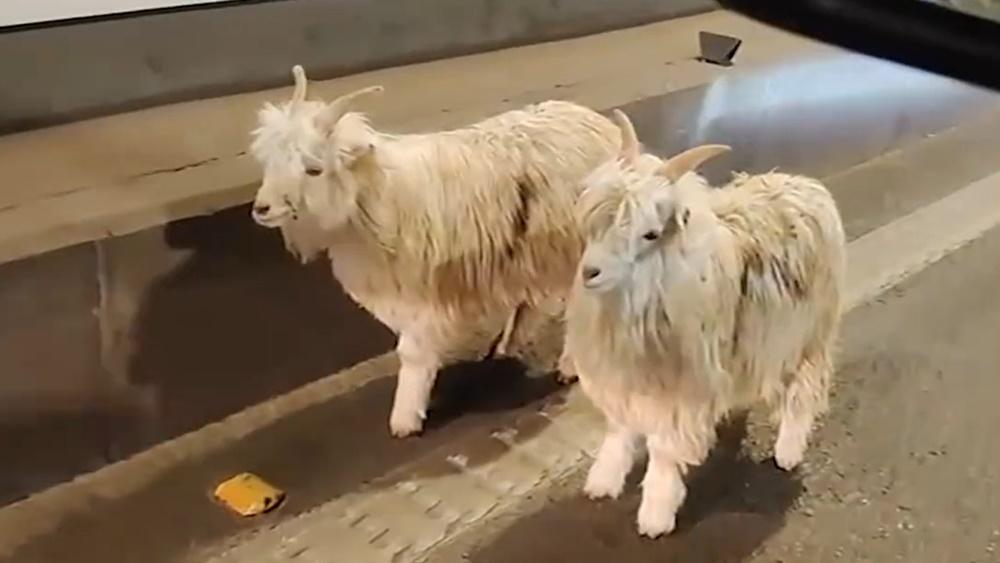 重慶司機在行車隧道目擊2隻羊。(微博)