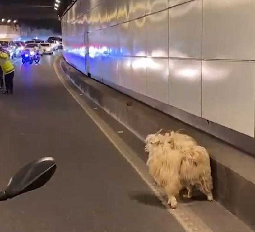 烤羊店老闆其後將牠們也被載回去。(微博)