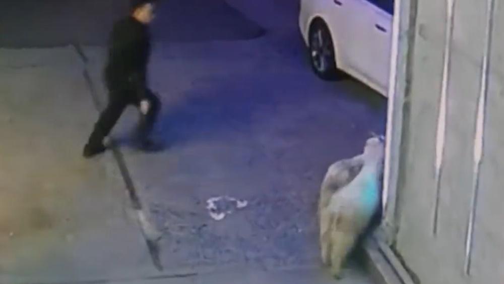 原來牠們原本3隻羊一起逃跑,其中1隻先被帶回去,這2隻在隧道內被發現。(微博)