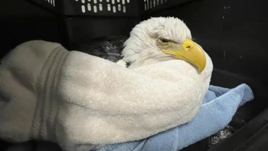 獸醫檢查後認為,這批白頭海鵰是吃下了遭戊巴比妥(Pentobarbital)安樂死的動物遺體。(Twitter)
