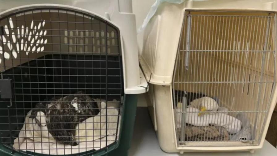 餘下10隻仍在接受治療,相信很有機會康復。(Twitter)