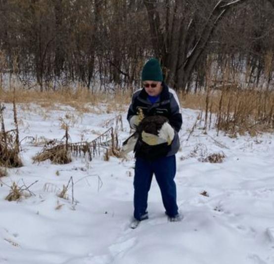 13隻白頭海鵰被發現時,其中2隻已死亡,11隻奄奄一息有中毒跡象。(Twitter)