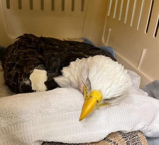 餘下10隻仍在接受治療,相信很有機會康復。(Twitter)