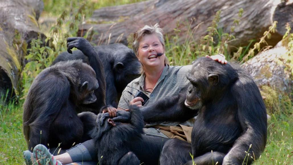 靈長類動物管理員Ing-Marie Persson 表示,事情令人遺憾,但認為園方沒有必要射殺黑猩猩。(Twitter)