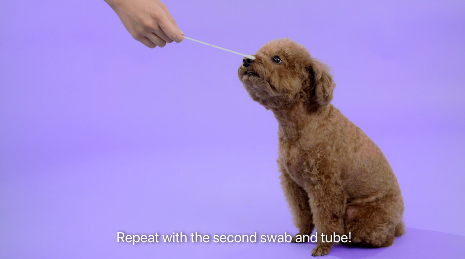 CirclePaw的用法簡單,只需簡單以非侵入性唾液拭子採集唾液樣本。