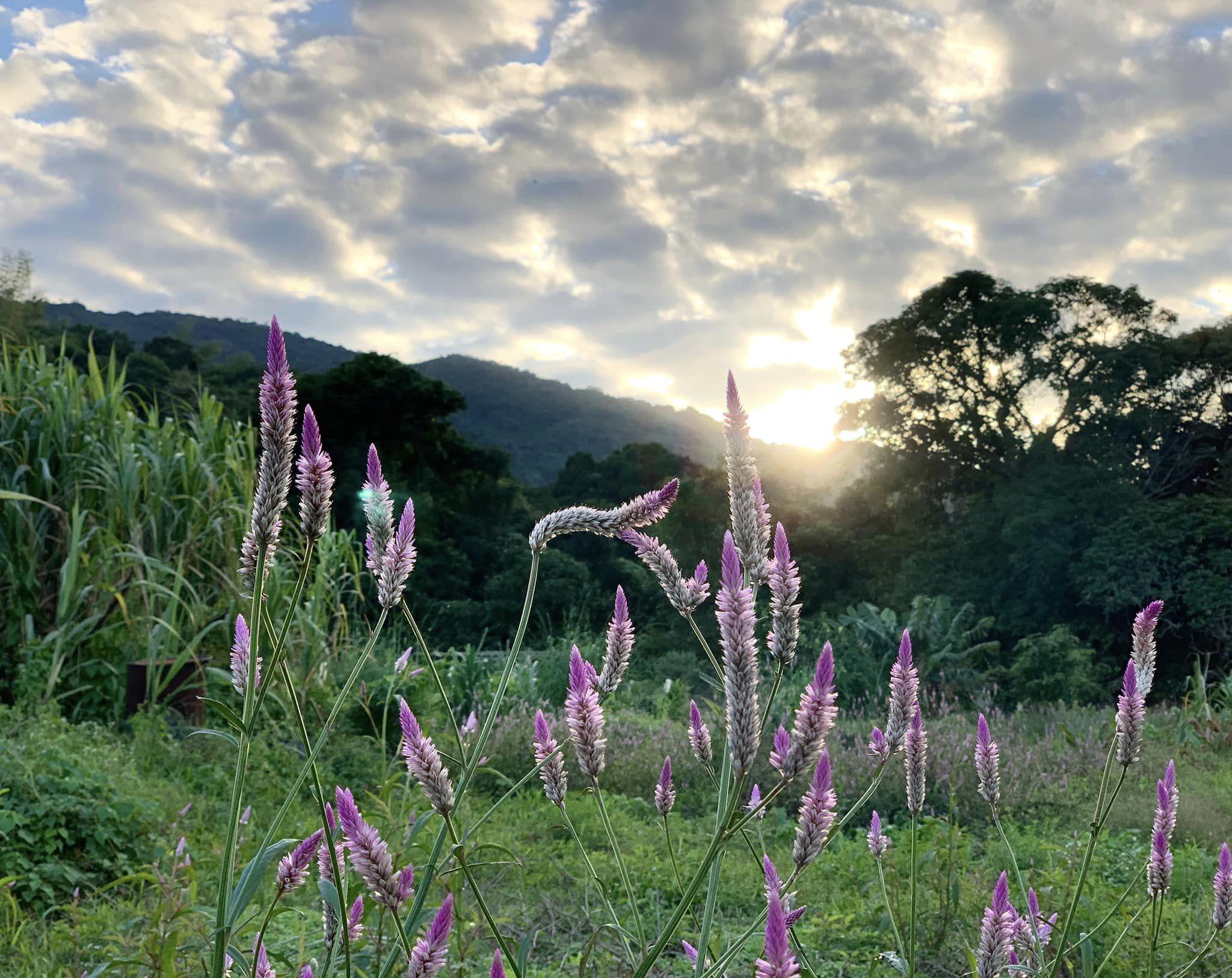 遊《緣路山旮旯》取景地 黃錦星:「水上巴士」豐富低碳本地遊景物