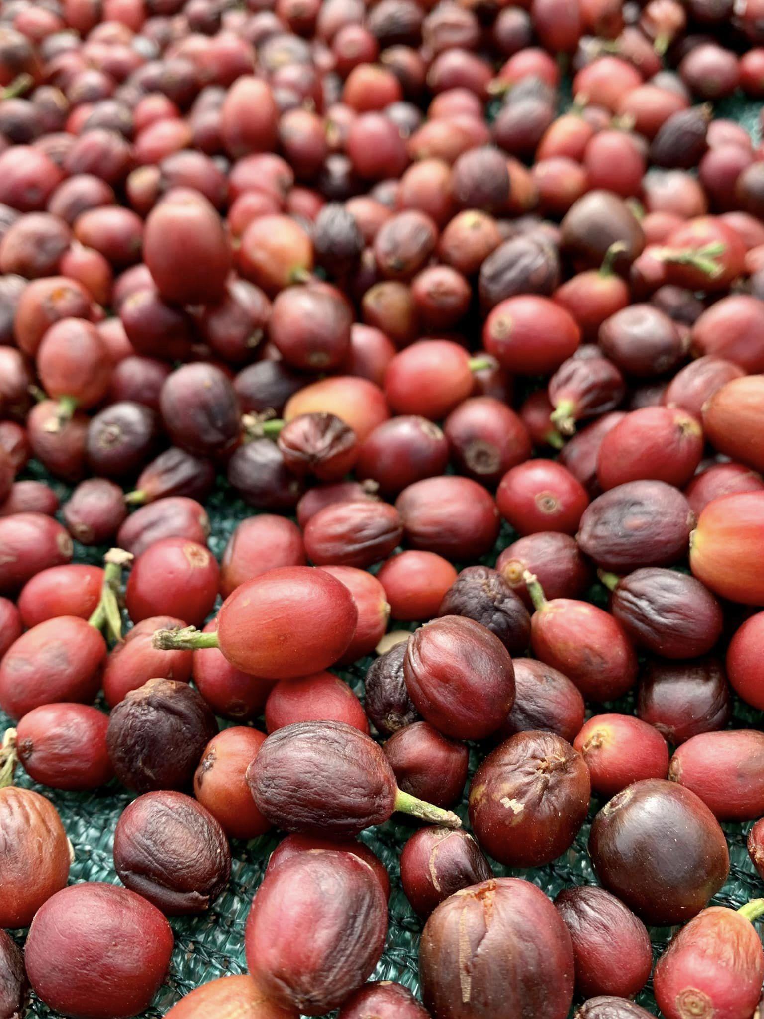 遊《緣路山旮旯》取景地 黃錦星:「水上巴士」豐富低碳本地遊景物