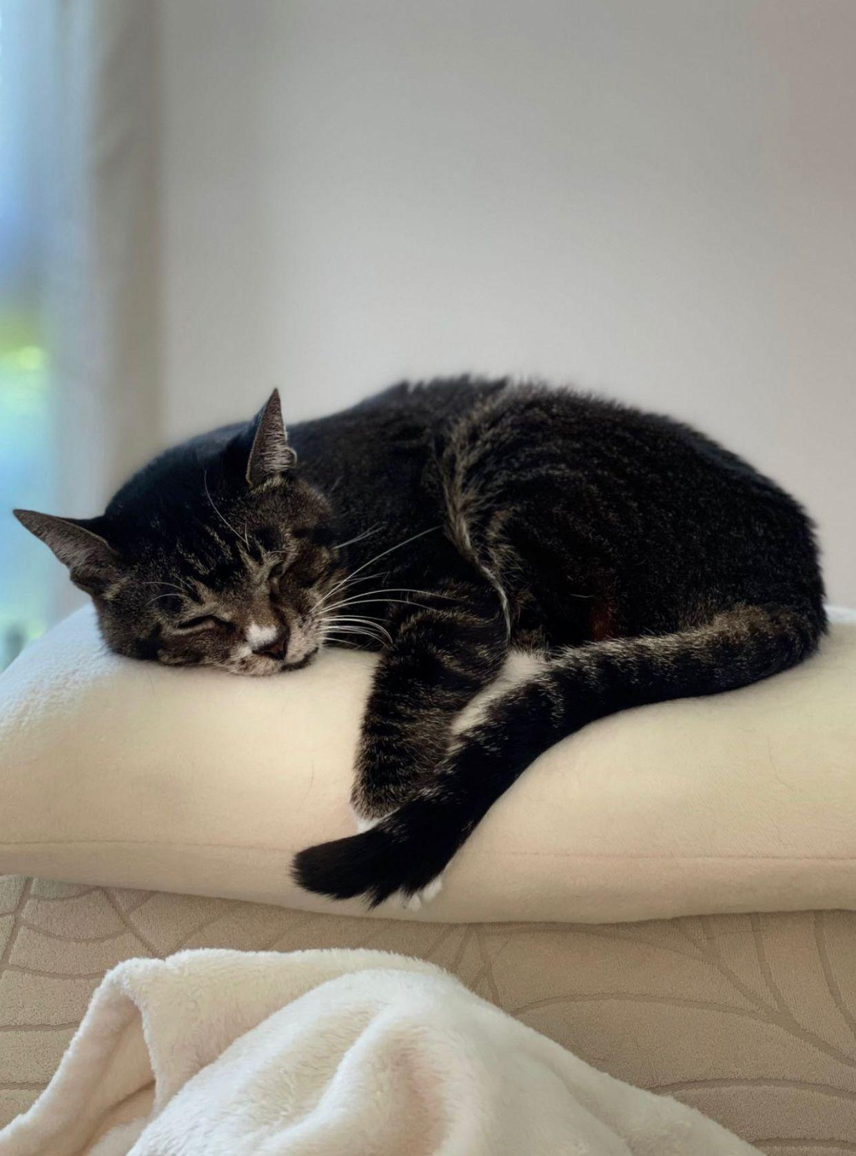 黎芷珊痛失愛貓感難過。