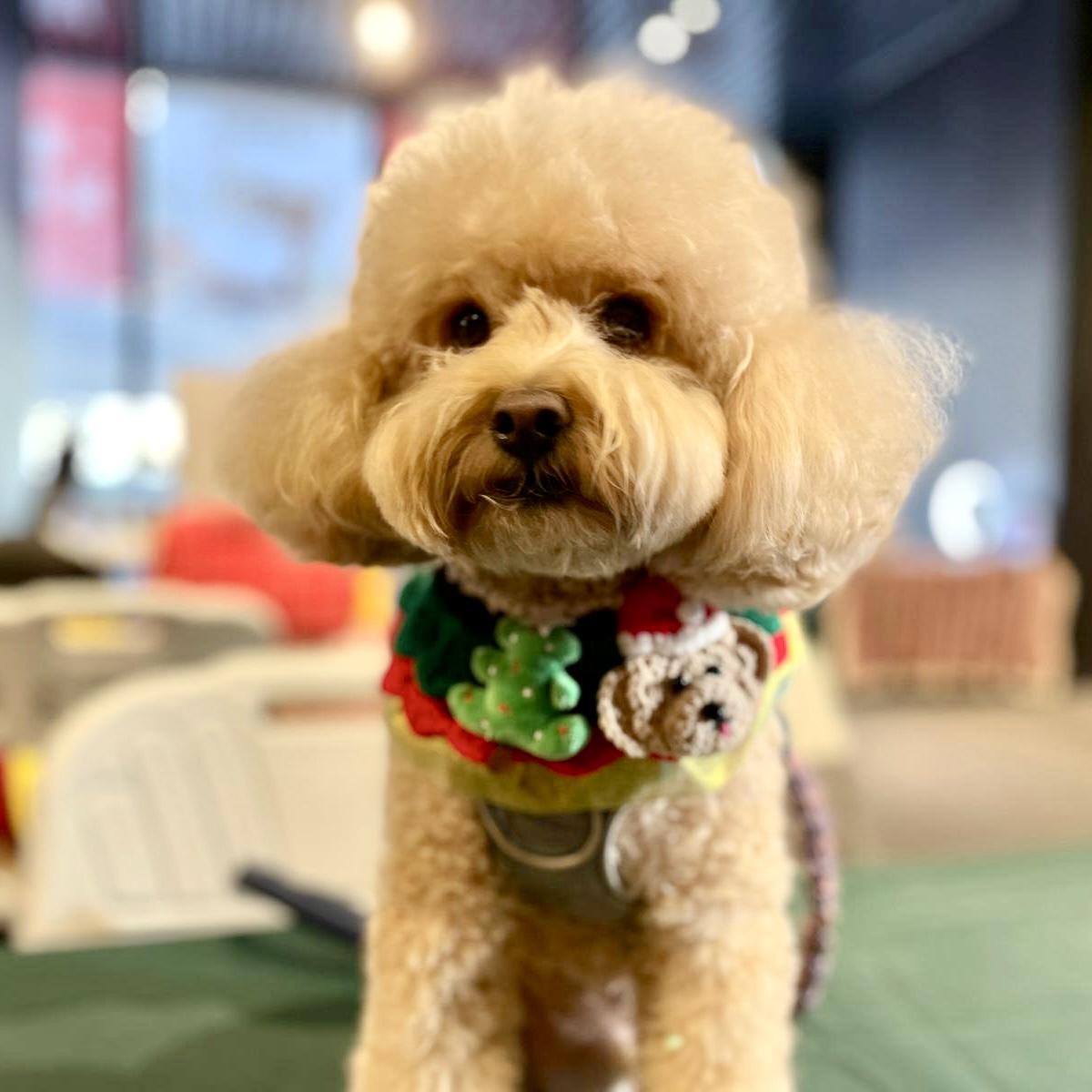 U PLACE泡泡聖誕小鎮市集|寵物領養活動