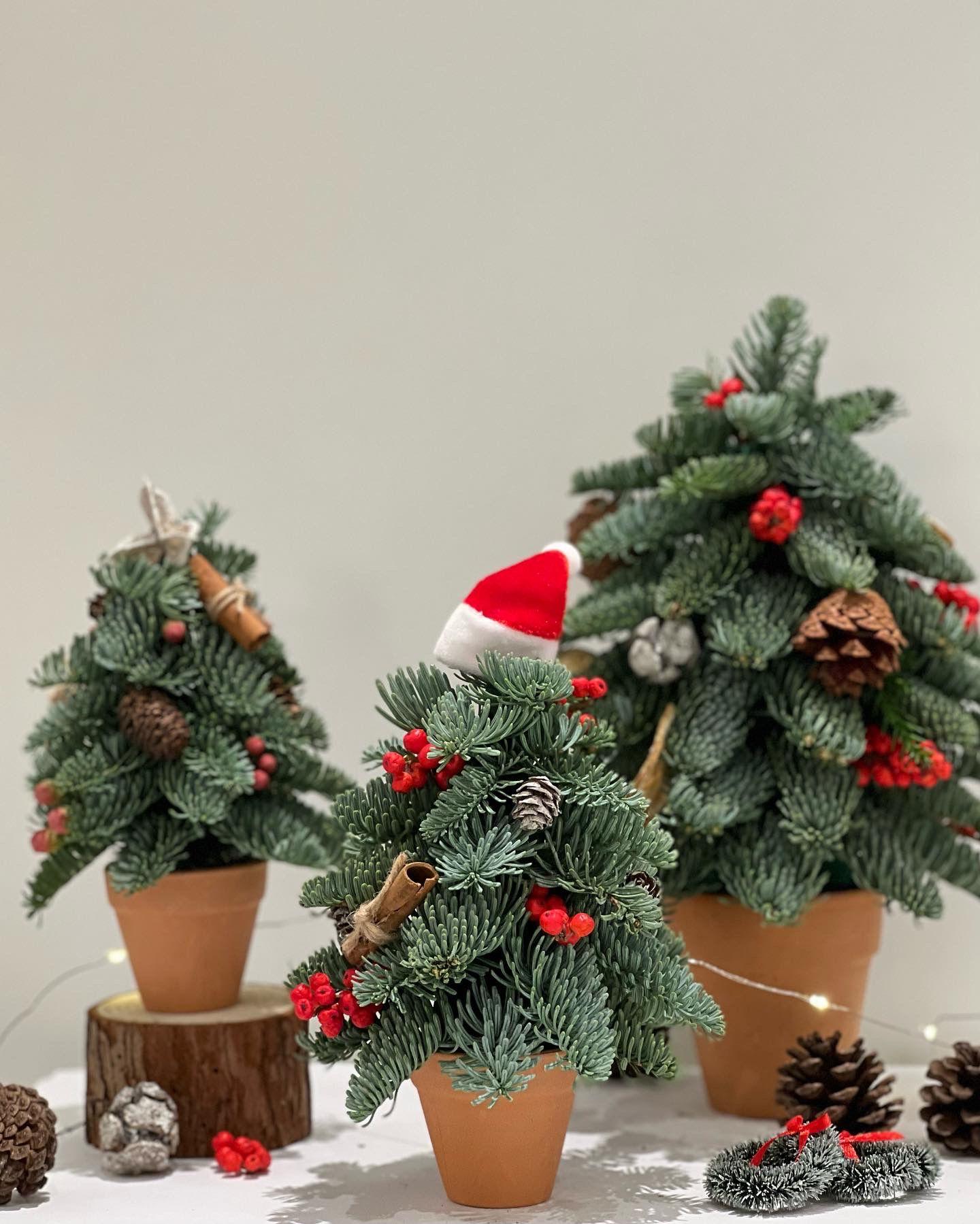 Houseplant Fanatic推出手工製作貴族松迷你聖誕樹。