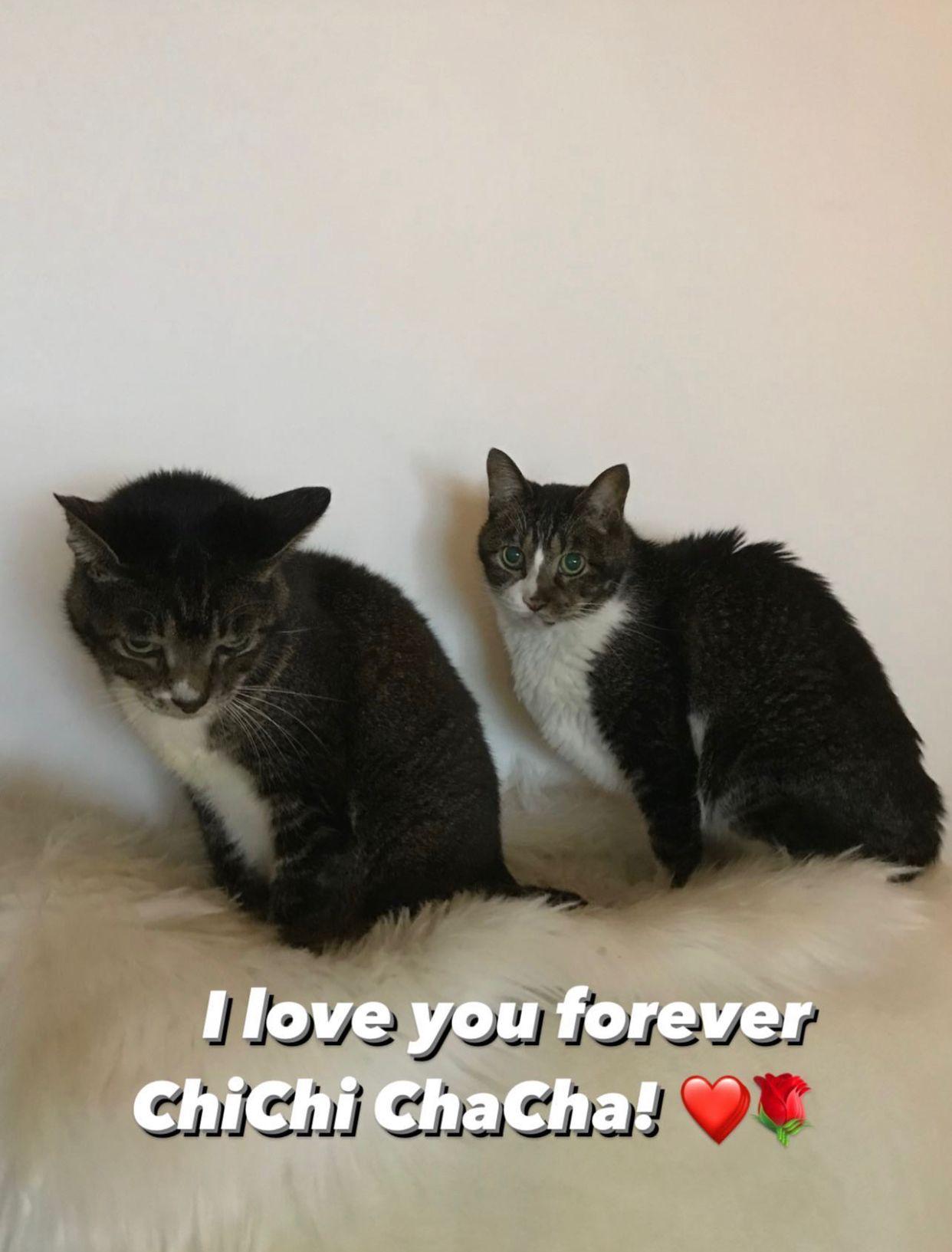 黎芷珊與張達倫拍拖時領養了吱吱和喳喳。