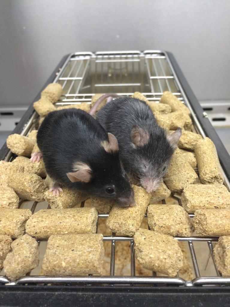 2隻老鼠,一隻看起來似乎蒼老、另一隻看去較年輕有活力。(Twitter)