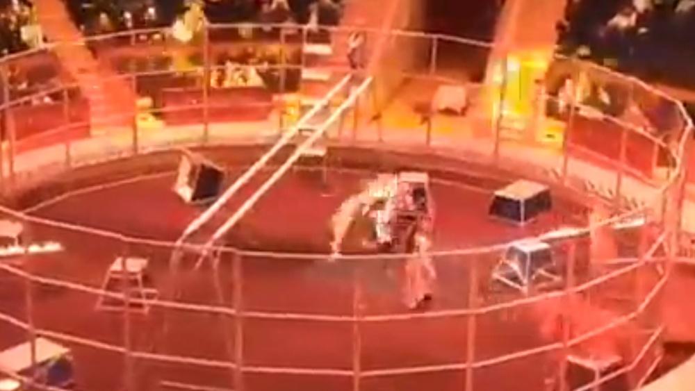 一隻獅子突然從後方撲到Alexey Makarenko身上襲擊。(Twitter)