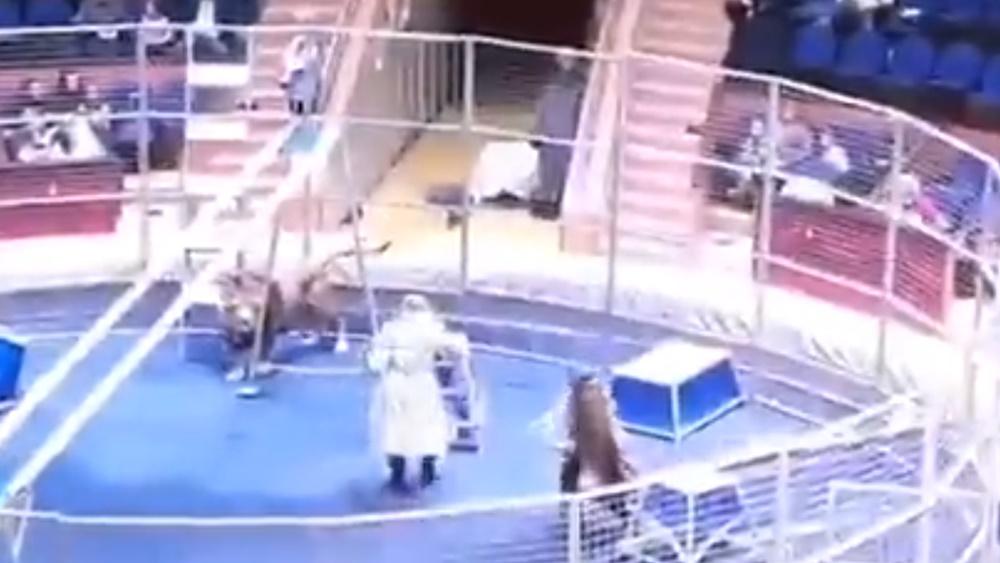 Olga Borisova見狀趕緊上前用鞭子驅趕獅子,同時工作人員用燈光、發射水炮及製造噪音等,成功嚇退攻擊人的獅子。(Twitter)