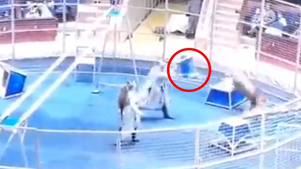 Alexey Makarenko被襲後暴地將一張企台掟血獅子洩忿,之後與妻子共舞打完場。(Twitter)