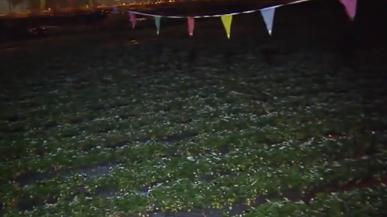 打鼓嶺清晨出現結霜,今早市區降至12度以下。(電視截圖)