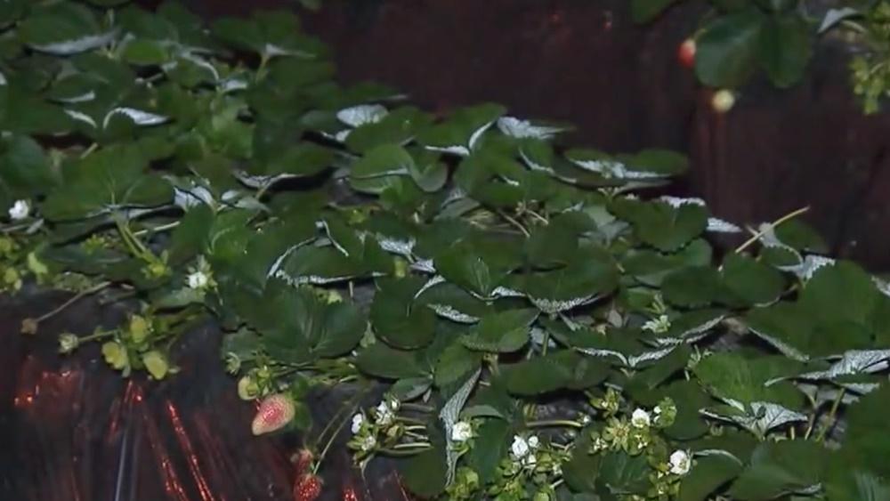 打鼓嶺清晨出現結霜,今早市區降至12度以下。(電視截圖)