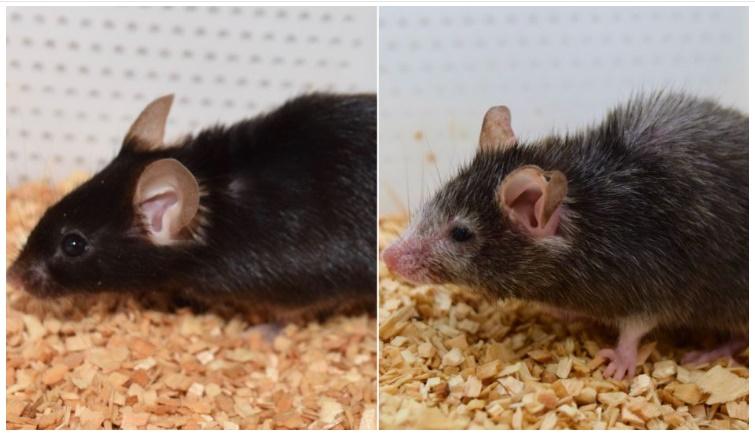 2隻老鼠,一隻看起來似乎蒼老、另一隻看去較年輕有活力。(Twitter)
