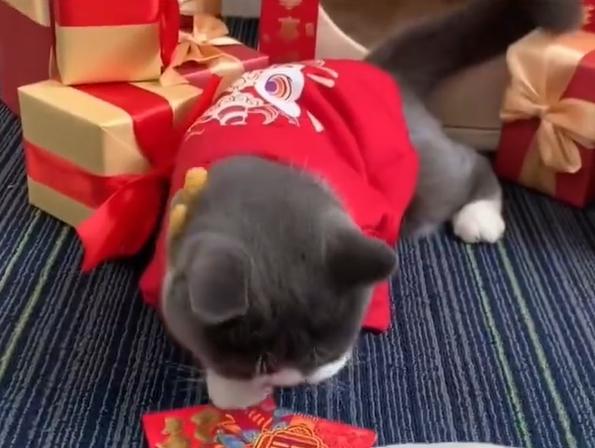 浙江一名女子為自家貓咪辦年貨,結果成功脫單。(互聯網)