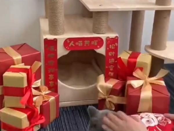 浙江一名女子為自家貓咪辦年貨,結果成功脫單。(互聯網)