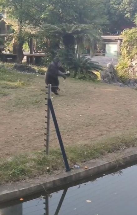 丟那猩拾起水樽,往後跑了幾步。(互聯網)