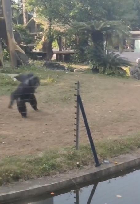 丟那猩拿著水樽奮力一掟。(互聯網)