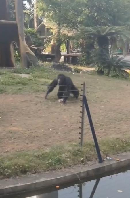 丟那猩助跑準備丟出水樽。(互聯網)