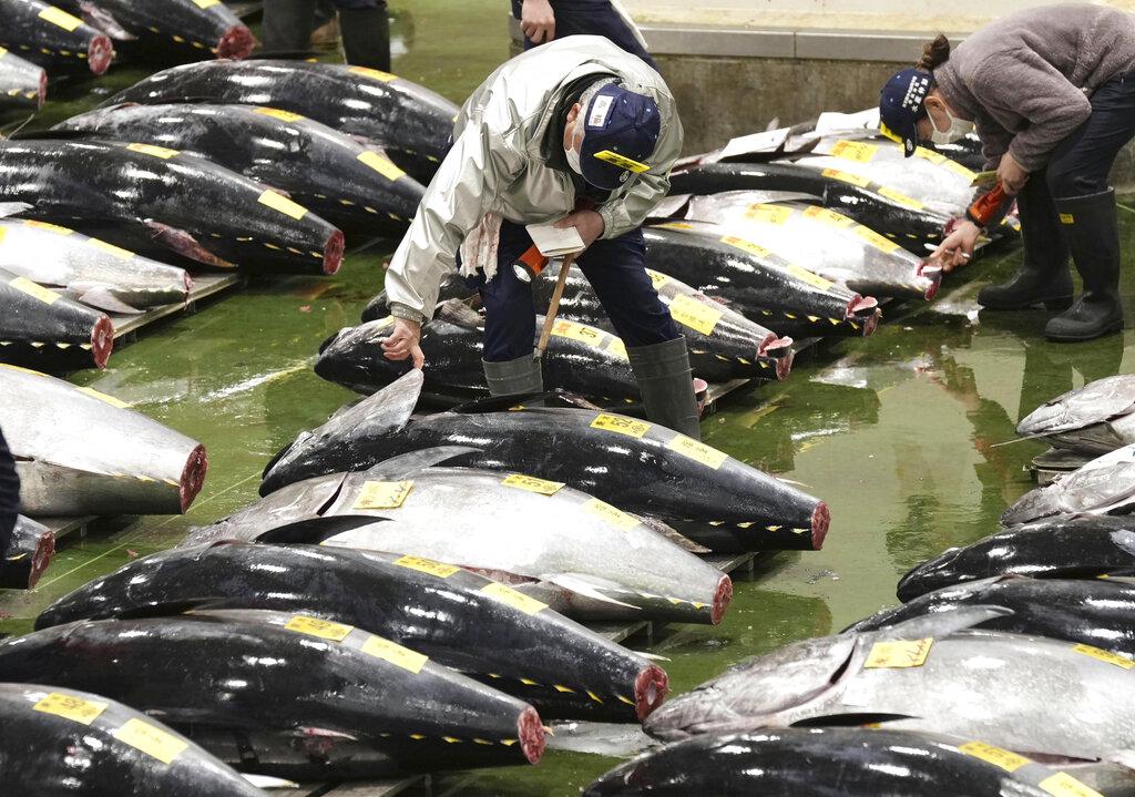 今年的日本吞拿魚拍賣。(路透社)