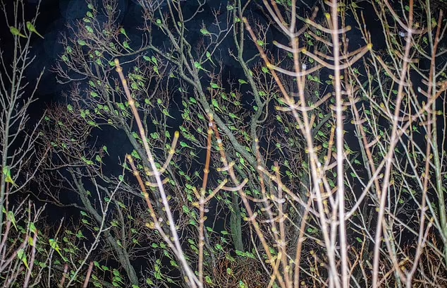 放大一點,開始看到「樹葉」的真正面目。(互聯網)