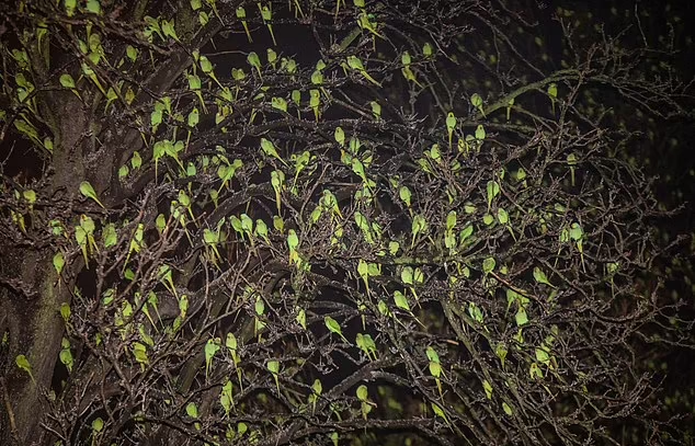 再放大一點,原來是雀仔!(互聯網)